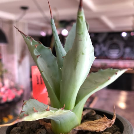 agave zebra《M size》※現地球株発根済※ゼブラ縞模様が美しい良きサイズ感な人気者※black pot植え