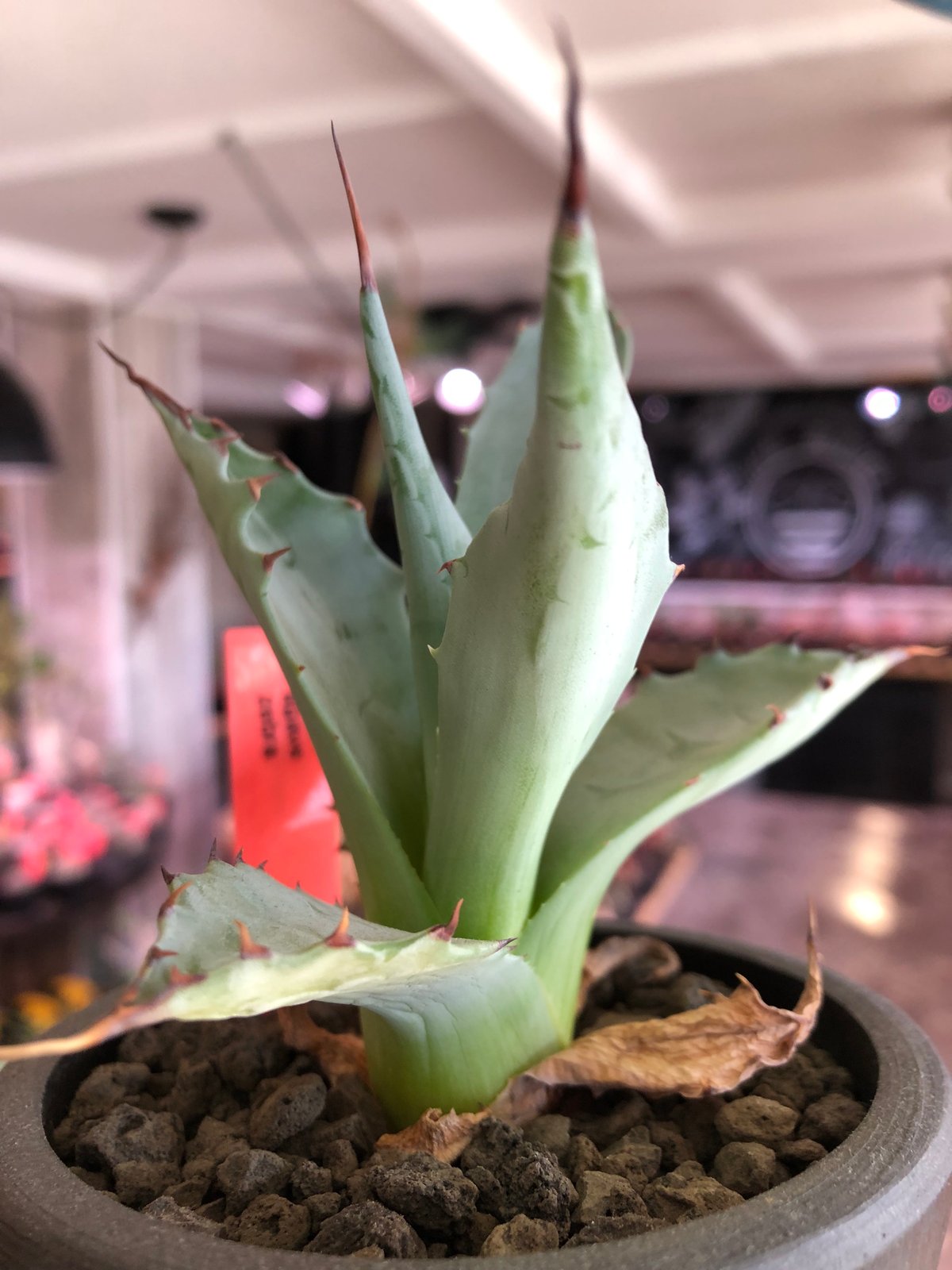 アガベhyb ポタトラム×ゼブラ アガベ ゼブラ Agave zebra これも長いこと地味にずっと調子