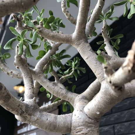 othonna  furcata《XL size》大株最高樹形※現地球発根後店主国内管理10年株※極めて美しい白肌にこの上なき枝振りな渾身の一株※mad black bowl pot植え