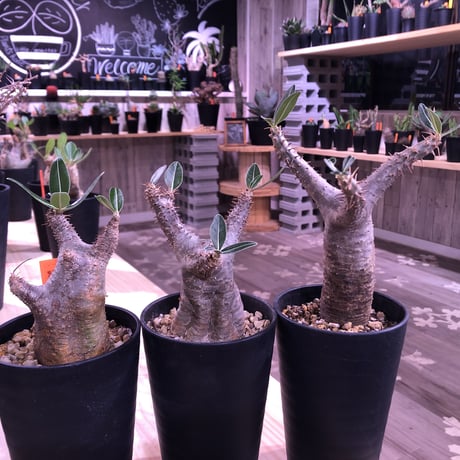 packypodium    cactipes《S size》発根済み株‼︎