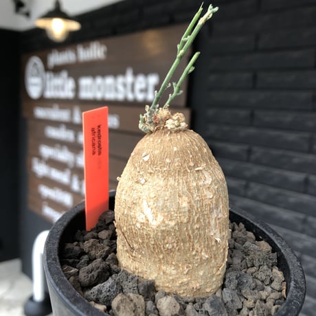 kedrostis africana《小さめM size》※現地球発根後店主国内管理2年株※美肌&ギザギザ葉が魅力でかわいいアフリカーナ‼︎※mad black pot植え