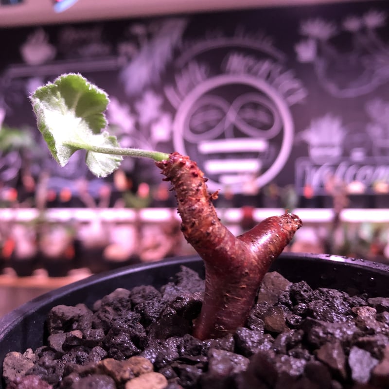 pelargonium mirabile《S size》※現地球発根済株※今後輸入が厳しいミ