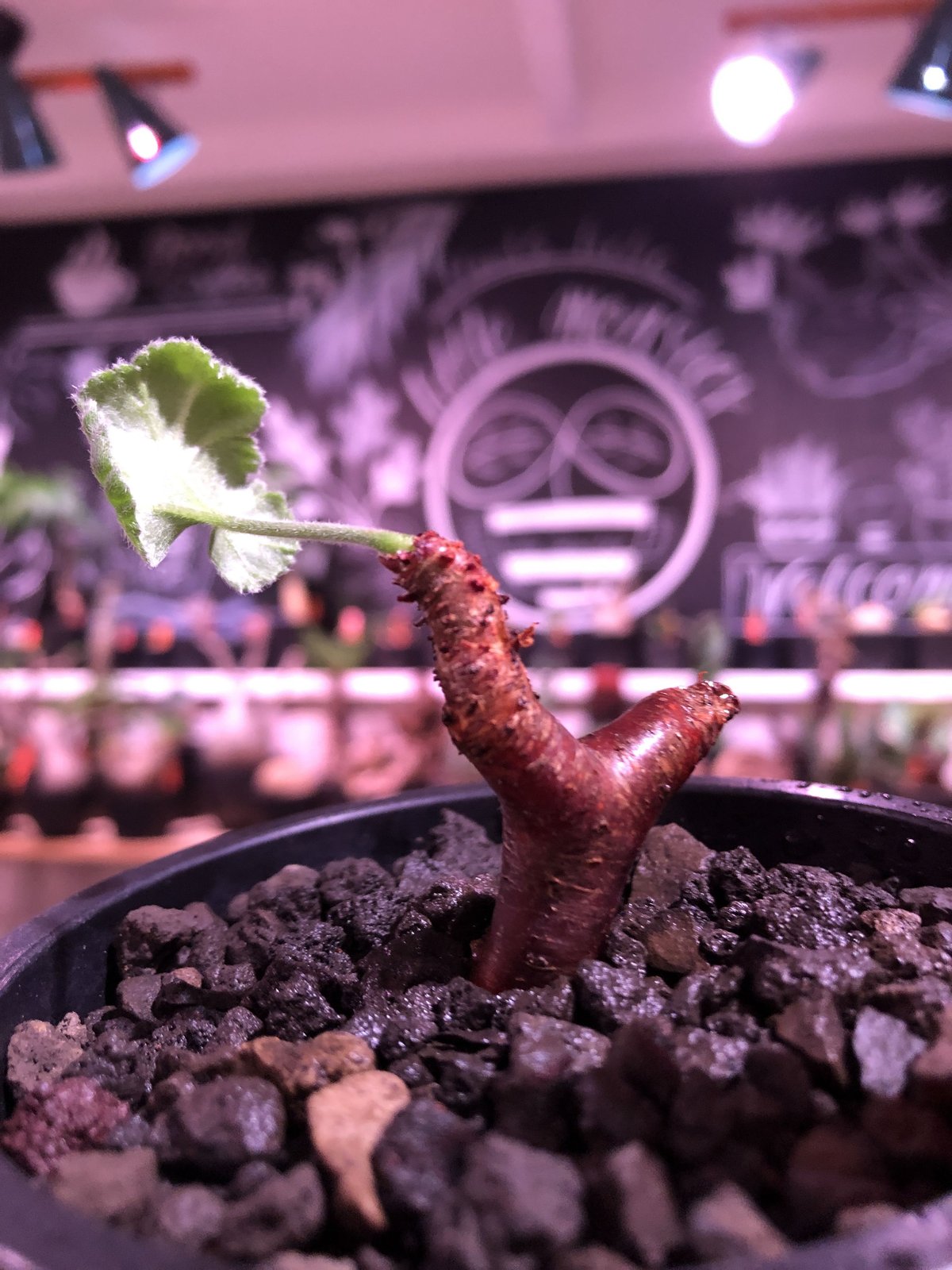 ペラルゴニウムミラビレ発根済現地球陶器鉢セット