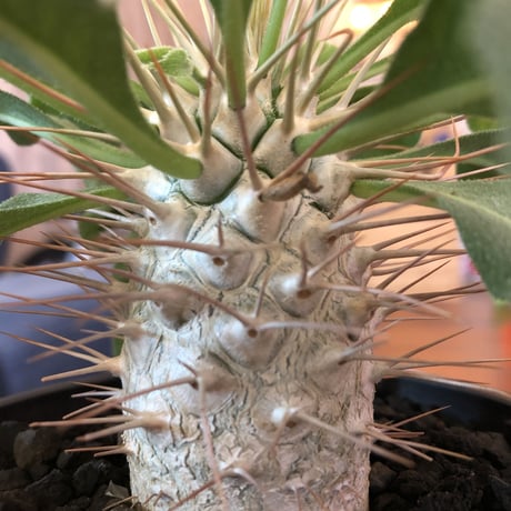 packypodium  namaquanum  光堂《M size》希少極美株‼︎ 冬型パキポ‼︎ ※mad black pot植え　店主管理４年株