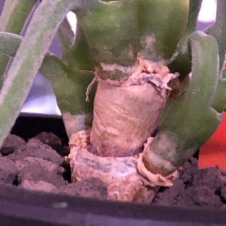 monilaria   pisiformis《大きめS size》※現地球発根済株※モニラリア属　（最上位激希少種）※冬型caudex‼︎   ※mad black bowl pot植え