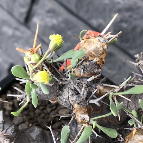 othonna  euphorbioides《L L size》※現地球発根後店主国内管理4年株※大きくどっしり構えの良balance樹形※mad black pot植え