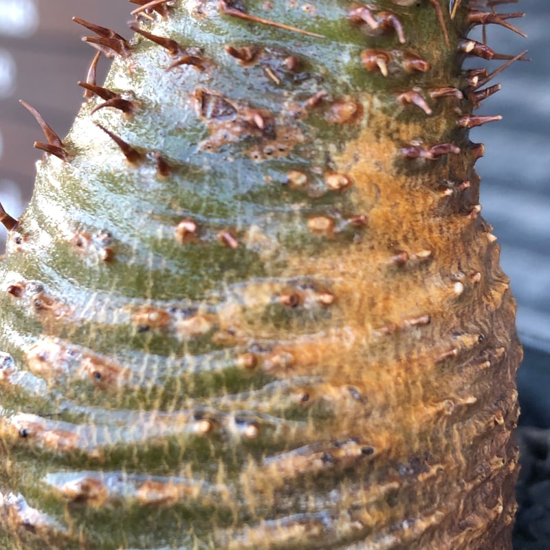 pachypodium gracilius《大きめS size》※現地球株発根済※可愛さだけで