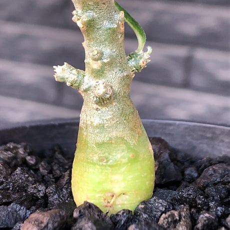 希少‼︎ dorstenia gigas《大きめS size》littmon seed🌱（実生株）※大変樹形バランス良き株元もぼってり樹形な選抜株‼︎※mad black pot植え