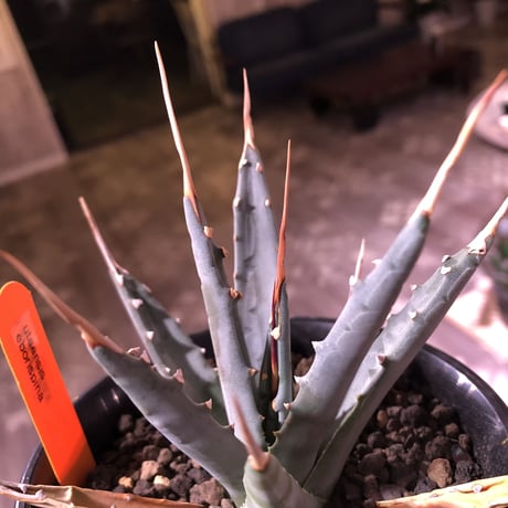 agave   utaensis   eborispina  《S  size》