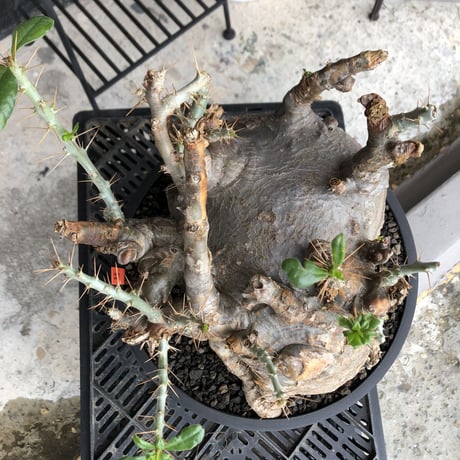packypodium  saundersii《XL  size》現地球発根済株※店主国内管理6年株※big monster‼️年代物wild木質化驚愕株‼︎※mad black bowl pot植え