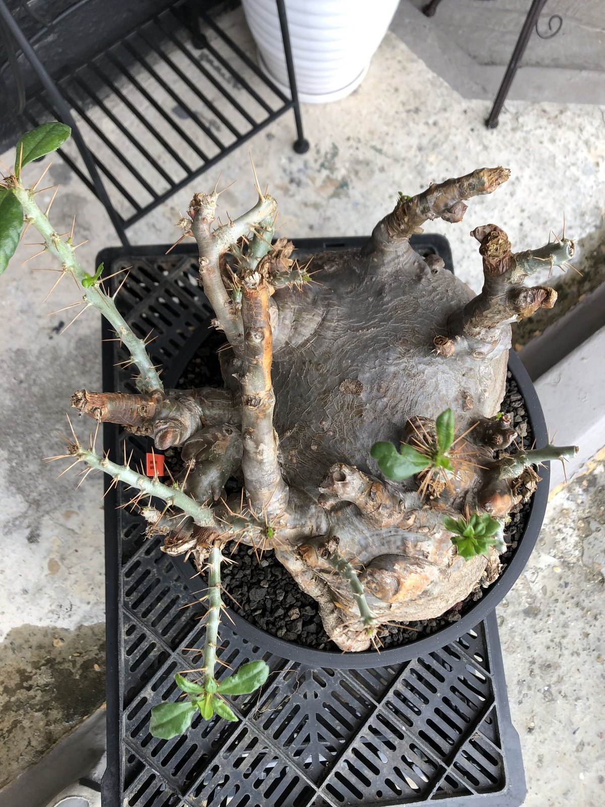 牛骨頭部オレンジ肌パキポディウムサウンデルシーサンデルシー現地球発根済