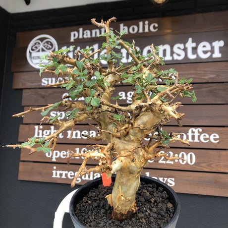 commiphora  stocksiana《大きめL size》※現地球発根後店主国内管理12年株※weight低く長年枝も太く作り込んだ佇まいが堪らない一株※鉄鉢植え