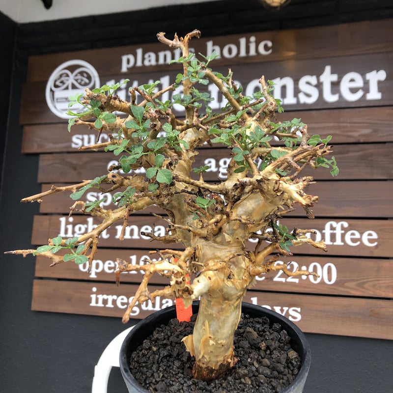 commiphora stocksiana《大きめL size》※現地球発根後店主国内管理1