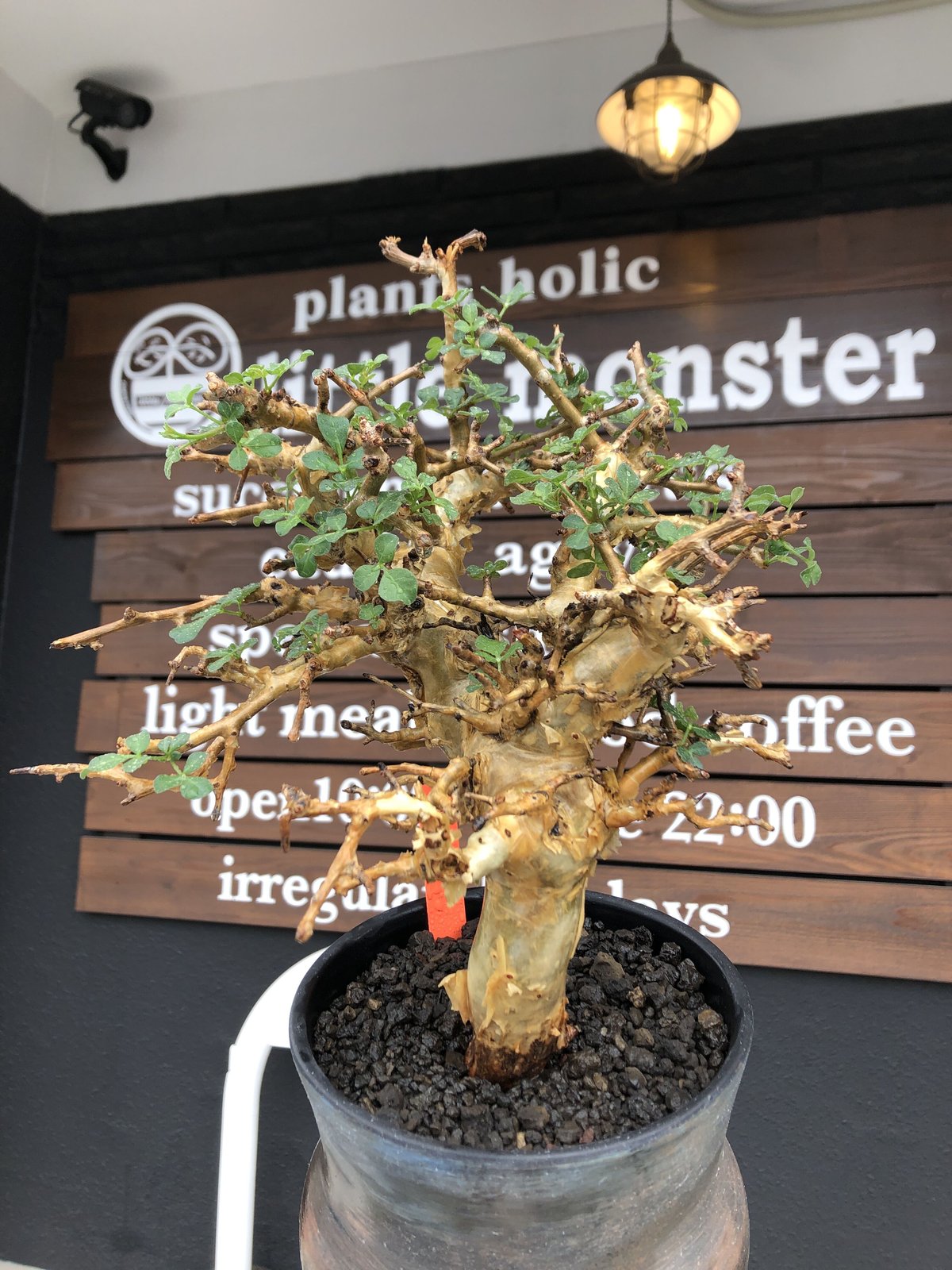 commiphora stocksiana《大きめL size》※現地球発根後店主国内管理1