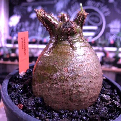 packypodium  gracilius《M size》green肌‼︎驚愕低重心※現地球発根済株※店主国内管理3年株※極短枝で愛くるしいcolorに極ぼってり樹形※mad black pot植え