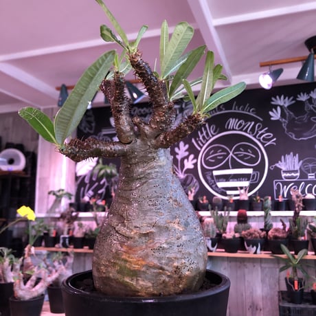 packypodium  gracilius《L size》※現地球発根済株※店主国内管理2年株※枝折れにより一頭枝ながら激しい小枝多数のぼってり選抜株※mad black pot植え