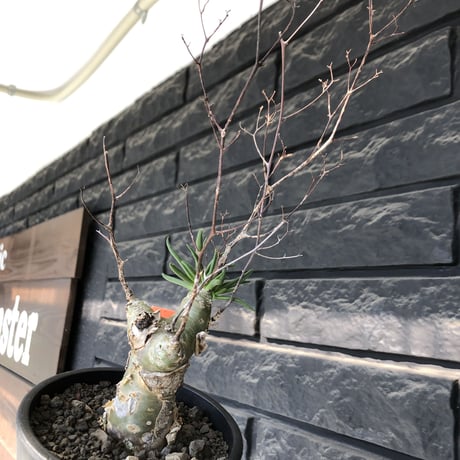 tylecodon  reticulatus《M size》※現地球発根済株※店主国内管理4年株※棘も多く残っており幹太めな味深き一株‼︎美しさ &impact絶大※mad black pot植え