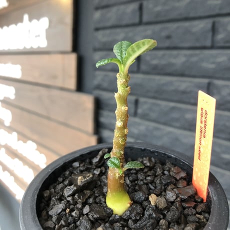 希少‼︎ dorstenia   gigas《大きめS size》littmon  seed🌱（実生株）※今季成長&枝振りに期待できる将来有望人気者ギガス※mad black pot植え