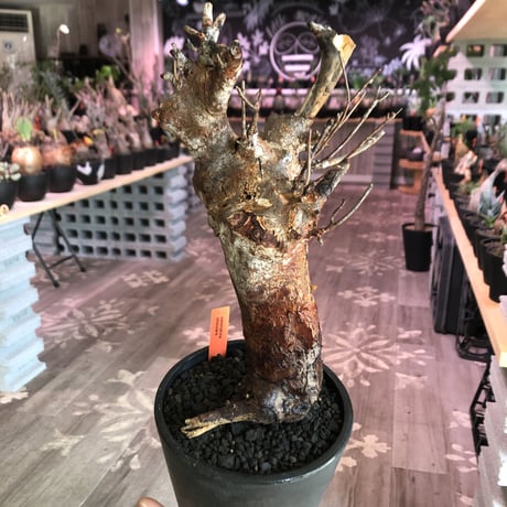 bon25コミフォラ　オルビクラリス　② bon25コミフォラ オルビクラリス ② コミフォラ オルビクラリス