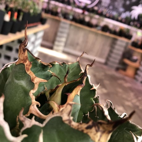 agave  titanota  白鯨《M size》※最高の鋸歯に幅広肉厚葉（限定2株）※mad black bowl pot植え