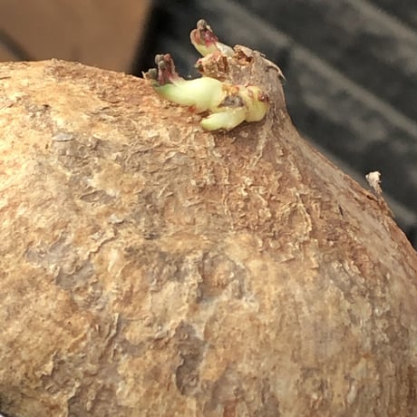 adenia ovata《L L size》激希少種大株※現地球発根後店主国内管理7年株※大変美しく360度球体株の希少種※mad white bowl pot植え