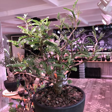 senna  meridionalis《 L size》※現地球発根済株※幹の色が濃くweightがlow仕立てによりコンパクトに纏まった大きめセンナ※mad black bowl pot植え