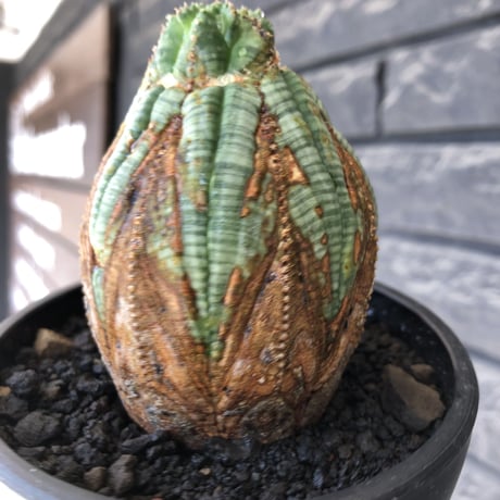 euphorbia obesa  old《L size 》※現地球株発根済※極木質化が進みビンテージ感強き年代物なワイルドオベサ‼︎※mad black bowl pot植え