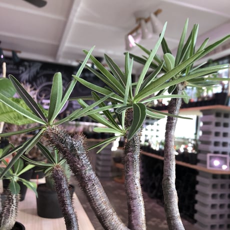 packypodium  gracilius《L  size》※現地球発根済み株‼︎  ※店主管理9年株‼︎※まだまだ成長中‼︎※mad black bowl pot植え