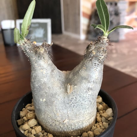 packypodium   roslatum  var.  cactipes《S size》現地球  未発根株