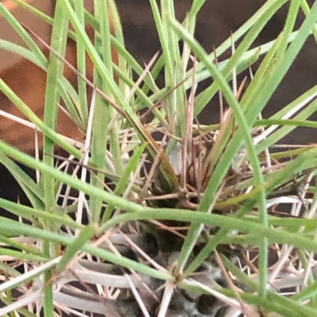 didierea  madagascariensis《大きめM size》※希少種‼︎※現地球株発根済※シルバーの棘に覆われたワイルドさと凛と涼しげに垂れ下がる葉が魅力※black  pot植え