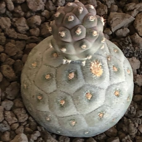 tephrocactus geometricus 《M size》※現地球株カキ仔発根済※③丸々とかわいく綺麗な玉型維持のカキ仔※black bowl pot植え