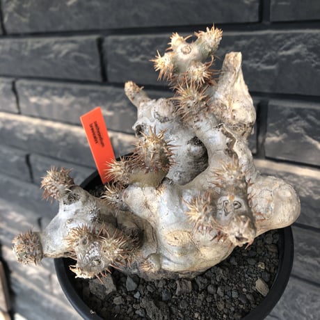 pachypodium brevicalyx《L size》希少‼︎白肌株※現地球発根後店主国内管理6年株※低重心&ゴツゴツ樹形の抜群な装いに美しい白肌が堪らない※mad black pot植え