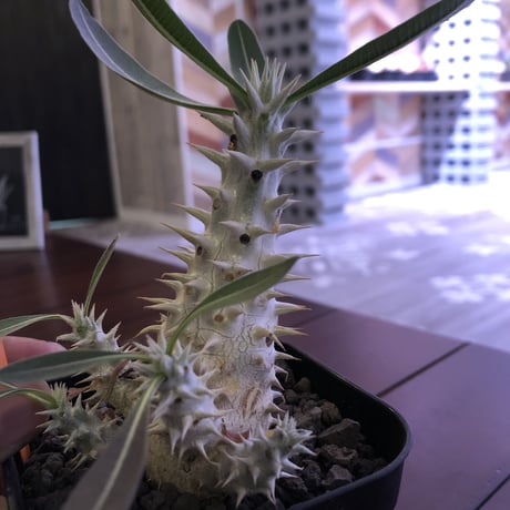 packypodium  densiflorum（M size）