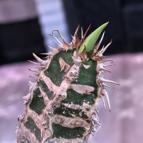 euphorbia   neohumbertii《小さめM size》※肌質が独特で自己主張強しネオフンベルティー（噴炎竜）※mad black pot植え