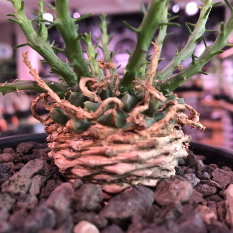 euphorbia gorgonis《M size》※人気🐙タコものユーフォルビア‼︎綺麗な多肉質の葉と塊根部分の木質化が魅力‼︎※mad  black bowl pot植え　※限定2株