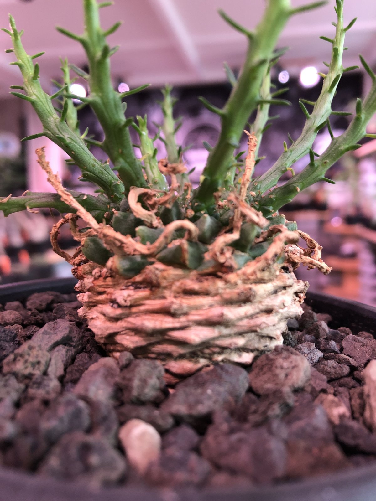 【大株】【圧巻】ユーフォルビアゴルゴニス実生　黒ポット付き ユーフォルビア ゴルゴニス | GREEN LUCK