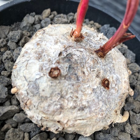eriospermum mackenii《L size》※現地球株発根済※中々出会えないエリオスペルマムきっての希少大型夏型種で大株‼︎※black bowl pot植え
