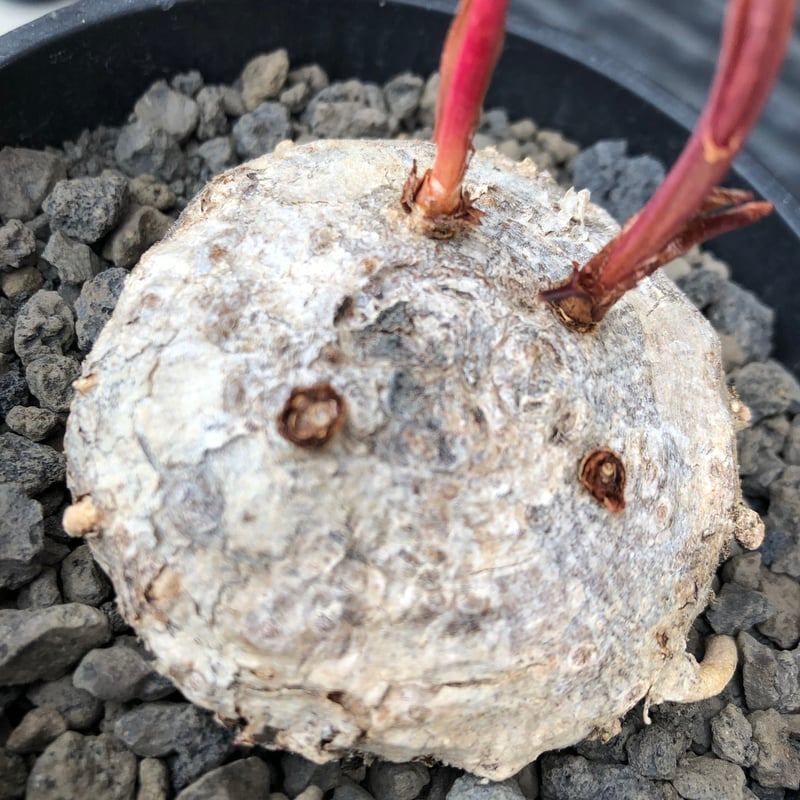 eriospermum mackenii《L size》※現地球株発根済※中々出会えないエリオ