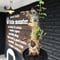 commiphora  holtziana《L size》※現地球発根後店主国内管理2年株※良き佇まいに味深表皮が堪らない※mad black bowl pot植え