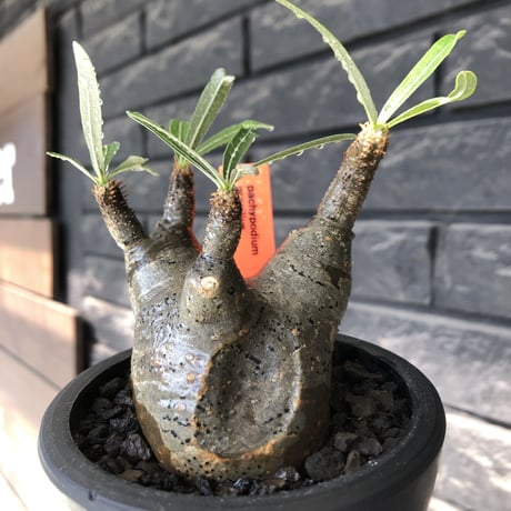 pachypodium gracilius《大きめS size》※現地球発根後店主国内管理3年株※短枝の上、岩肌なあたって育った想像ができる味深き凹みを持つ一株※mad black pot植え