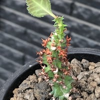 euphorbia magnifica《S size》※現地球株発根済※小振りコンパクトでかわいいながら枝ぶりなど今後の変化も楽しみな一株※black pot植え