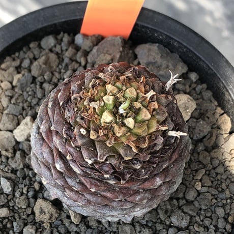 euphorbia bupleurifolia《M size 》※まん丸球体株※現地球発根後店主国内管理5年株※ボコボコ肌にまん丸球体感が堪らない一株※mad black pot植え