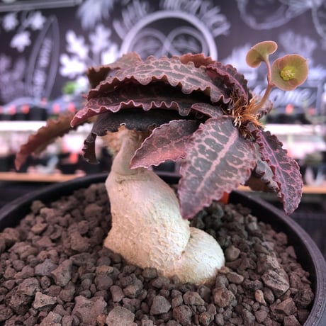 ユーフォルビアフランコイシー | STORES