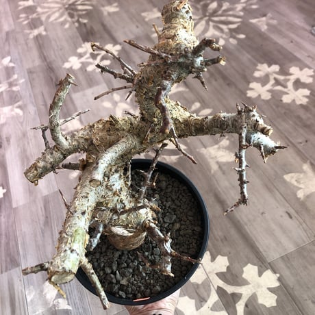 commiphora   humbertii《 L size》※発根済み株  男前な佇まい
