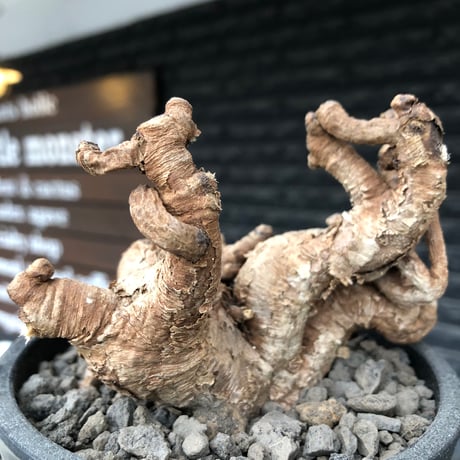 euphorbia itremensis《L size》※現地球株発根済②※大きめ且つバランスも良き激しい枝振りが堪らないイトレ※black pot植え