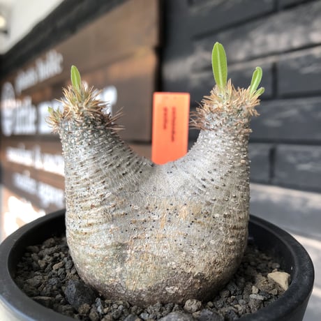 pachypodium gracilius《大きめS size》※極短枝ぼってり株※現地球発根後店主国内管理3年株※極短枝且つぼってり愛くるしい一株※mad black pot植え