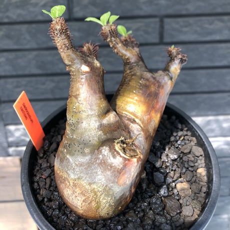pachypodium  cactipes《M size》極赤肌株※現地球発根済株※店主国内管理4年株※極赤味が強く自己主張強きカクチペス‼︎存在感抜群な選抜株※mad black pot植え