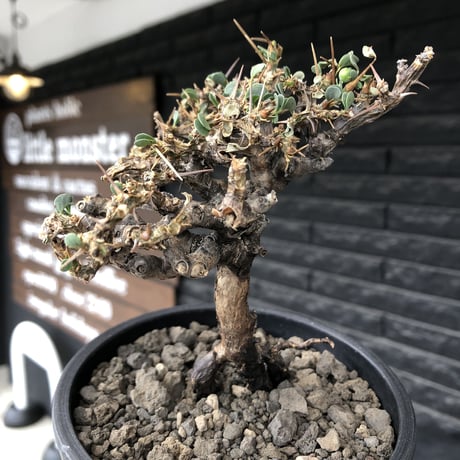 sarcocaulon  vanderietiae《M size》※現地球発根後店主国内管理3年株※希少春秋型種‼︎コンパクトで幹上がり仕立ての一株※mad black pot植え
