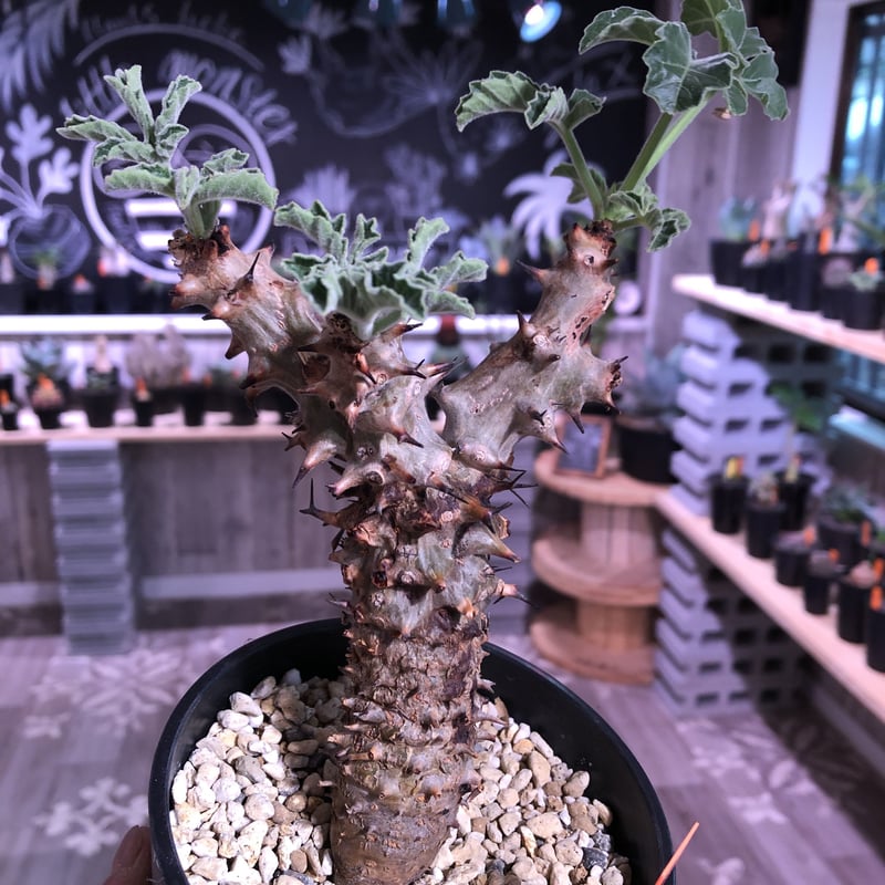 jatropha fissispina》希少株‼︎ | plants holic