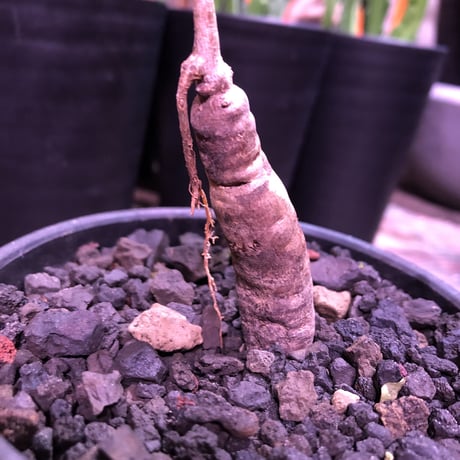 opercullicarya   packypus  littmon  seed🌱 《4年半株》枝振り装い良き1株‼︎※mad black  bowl  pot植え！リクエスト追加補填 1株